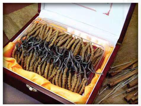 揭阳冬虫夏草回收